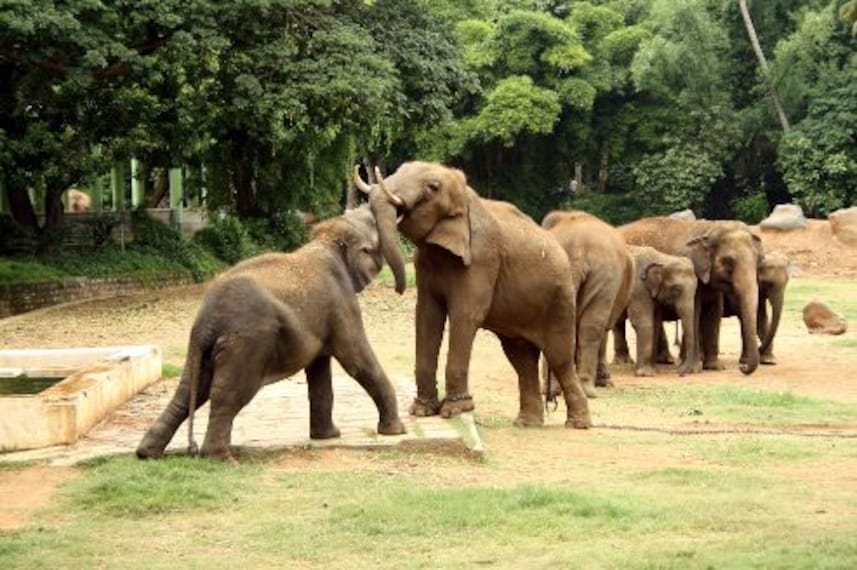 Mysore Mysore Zoo Landscape Image
